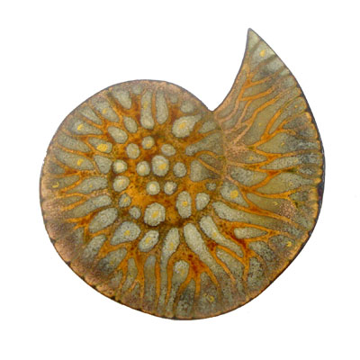 fossil-brooch-2