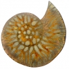 fossil-brooch-2